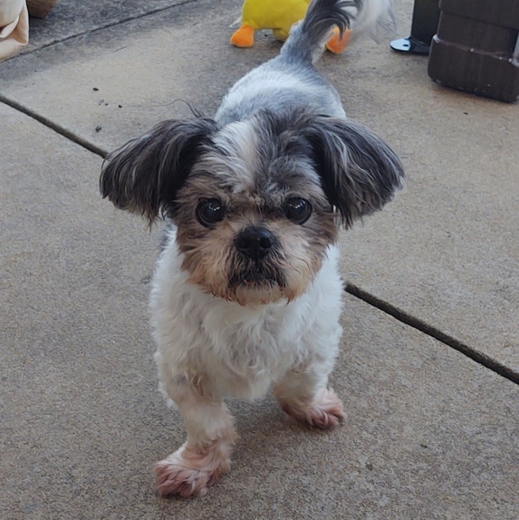 Meet your Posher - Picture 1 of 1